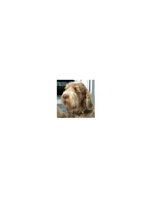 Spinone Italiano