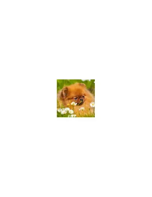 Spitz Tedesco