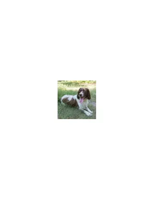 Springer Spaniel