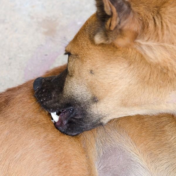 Come si Fa a Capire se il Cane Ha le Pulci? 