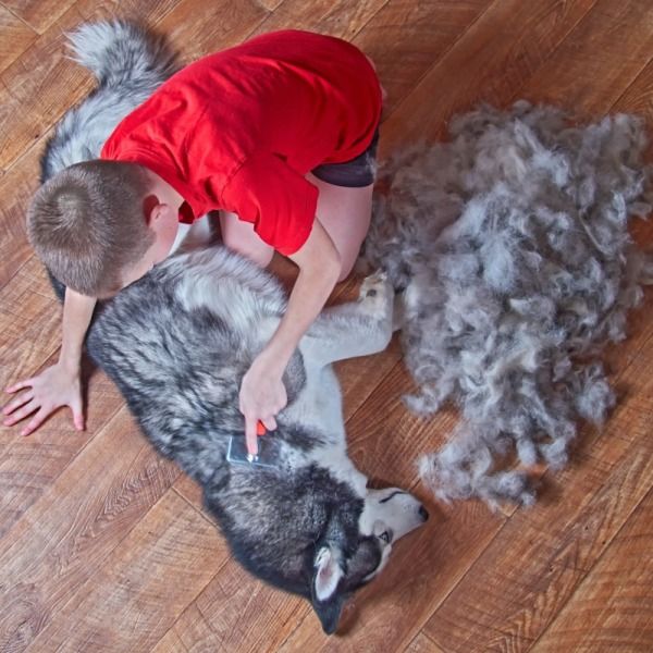 Perché il mio Cane Perde il Pelo?