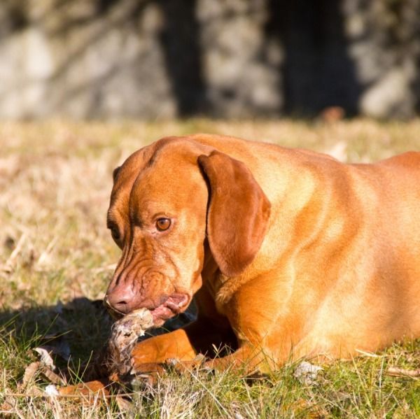 Come insegnare al cane a non mangiare tutto