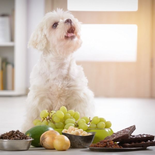 Alimenti Tossici per i Cani