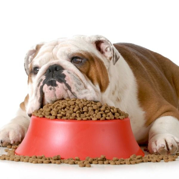 Quanto Deve Mangiare un Cane?
