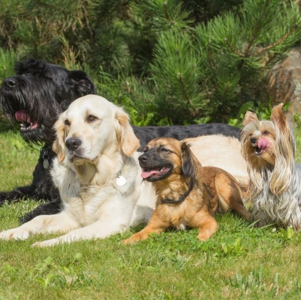 Alimentazione del Cane Secondo Razza e Taglia