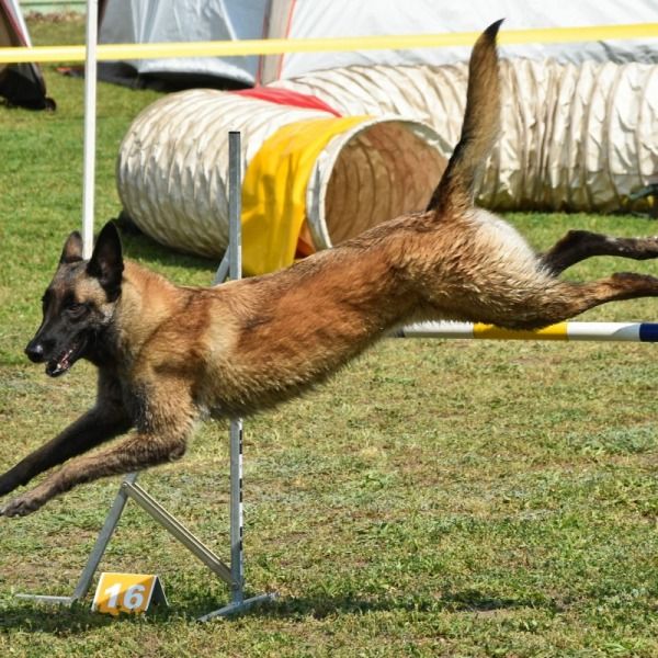 L'Alimentazione del Cane Sportivo