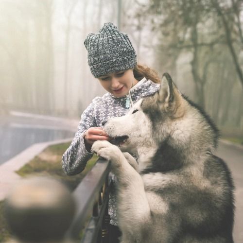 Cambio Alimentazione del Cane in Base alla Stagione 