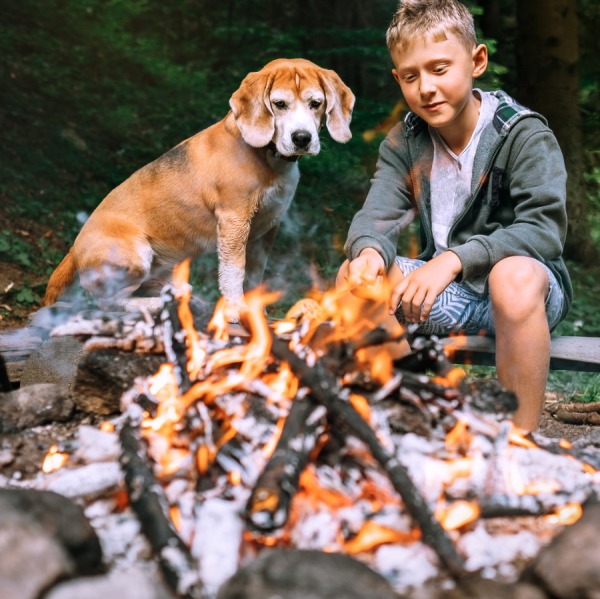 Ceneri Grezze nelle Crocchette per Cani: Cosa Sono?