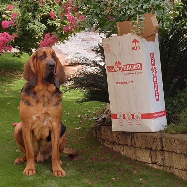 Le fonti di grassi nelle crocchette per cani: benefici, quantità consigliate ed errori da evitare