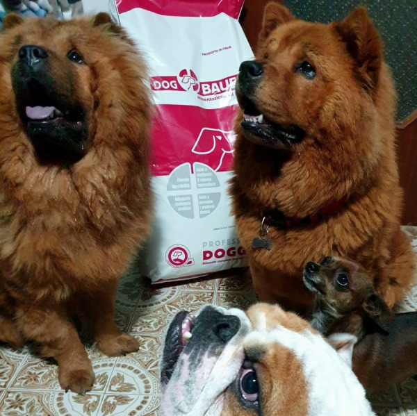 Proteine Idrolizzate nelle Crocchette per Cani: cosa sono, benefici e differenze dalle proteine tradizionali