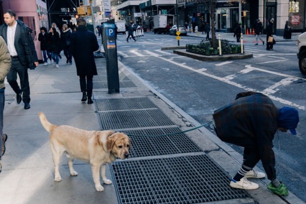 Feci Molli nel Cane Cause e Rimedi