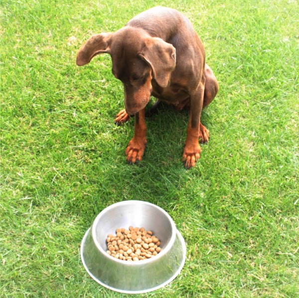 Il Mio Cane Non Mangia! Come Far Tornare l'Appetito | Dogbauer