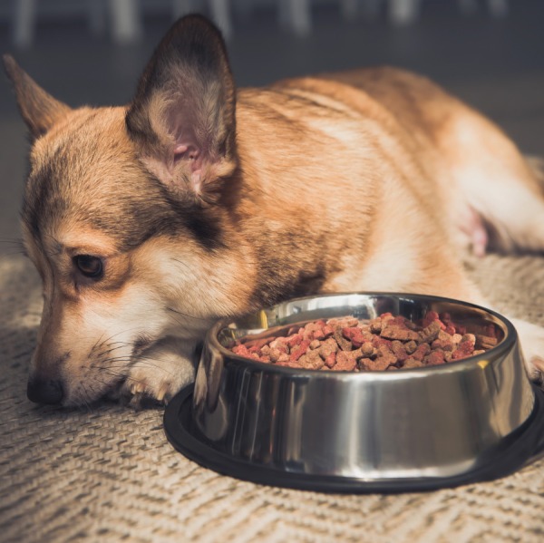 Il Mio Cane Non Mangia! Come Far Tornare l'Appetito | Dogbauer