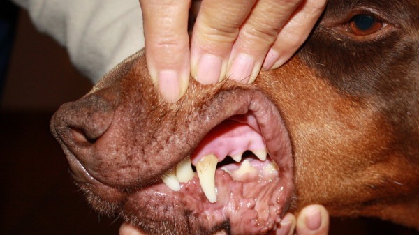 Igiene Orale del Cane Prevenire è Meglio che Curare