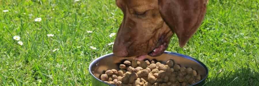 Cibo Per Cani Dogbauer